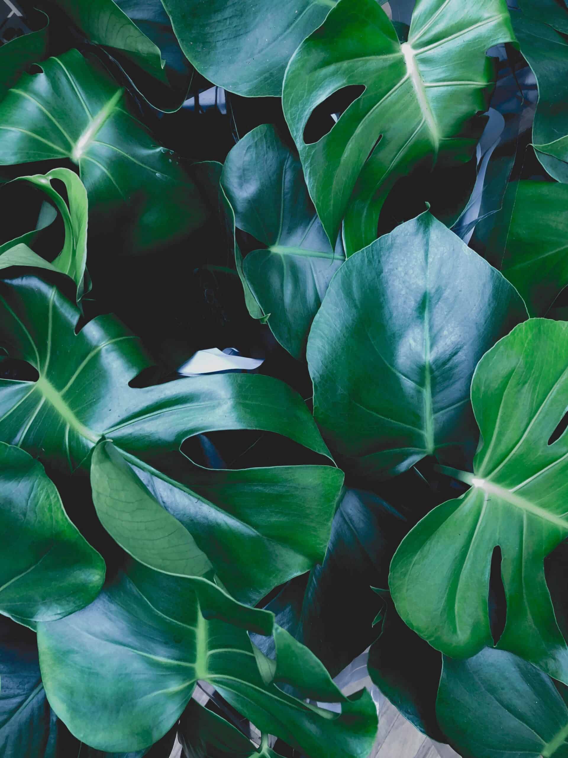 Carpe Diem: How the Cannabis Industry Can Seize the ESG Opportunity